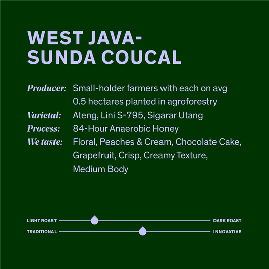 West Java-Sunda Coucal