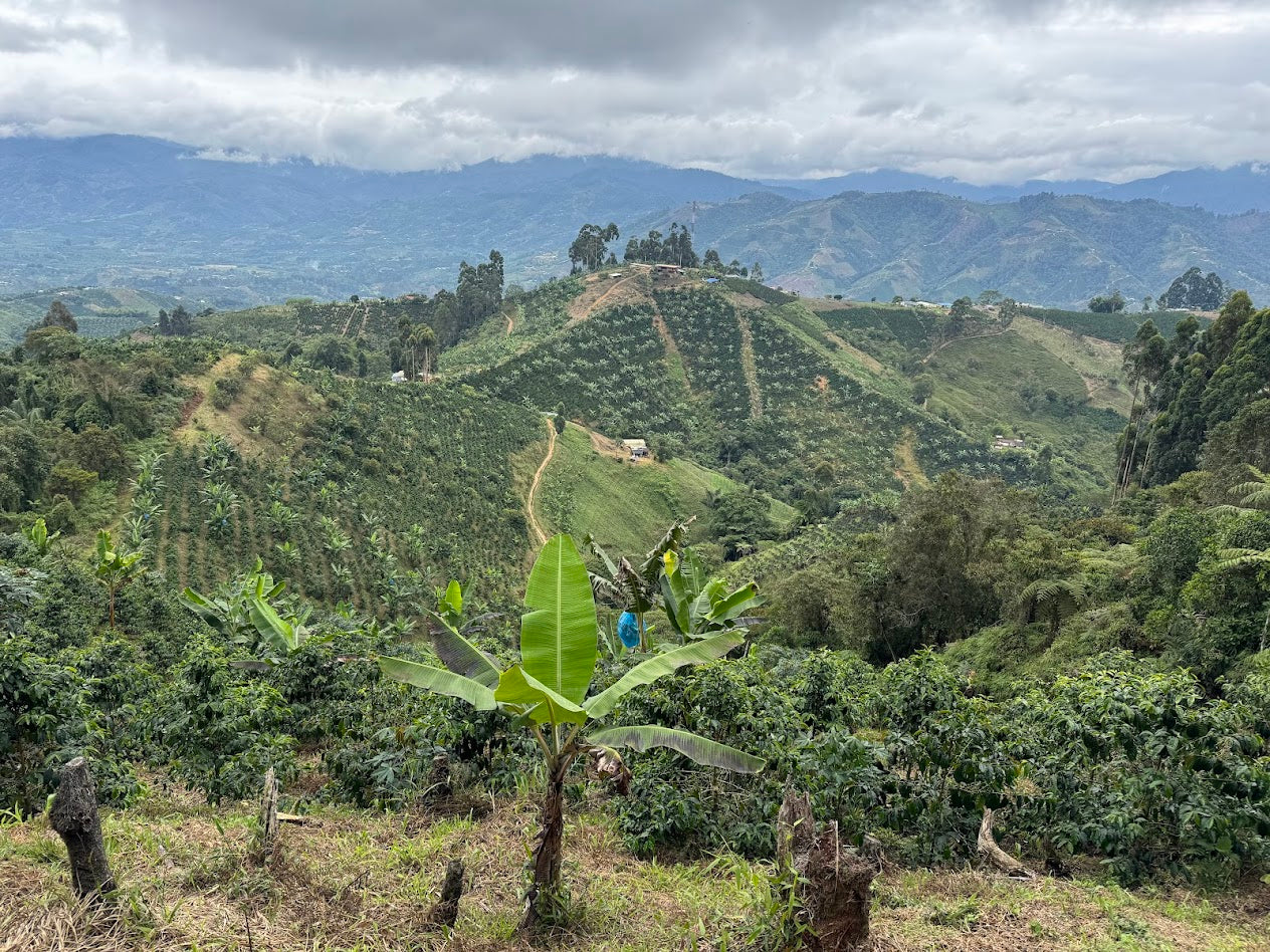 Finca Bella Alejandria - Geisha